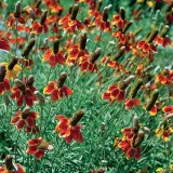 ratibida-mexican-hat-ratibida-columnifera-70-nasio-nazwa-lacinska-inna