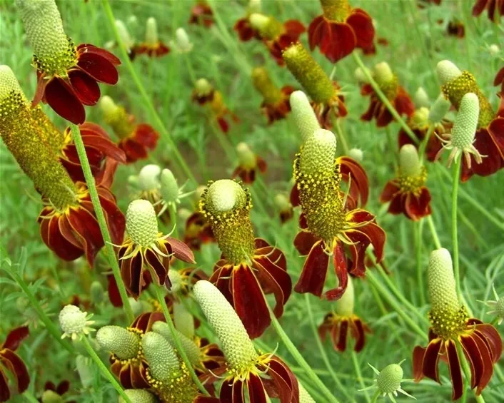 ratibida-mexican-hat-ratibida-columnifera-70-nasio-producent-dobrenasiona-pl