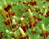 ratibida-mexican-hat-ratibida-columnifera-70-nasio-producent-dobrenasiona-pl