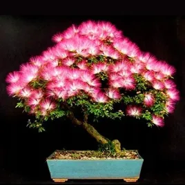 albicja-jedwabista-perskie-drzewko-swieci-w-nocy-nasiona-na-bonsai-10-sztuk