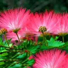 albicja-jedwabista-perskie-drzewko-swieci-w-nocy-mrozoodporne-10-nasion