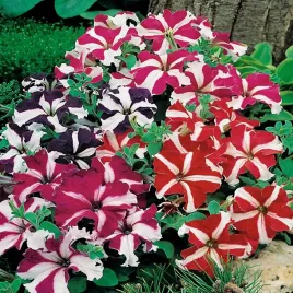 petunia-niska-gwiezdzista-mix-kolorow-100-nasion-petunia-multiflora-f2