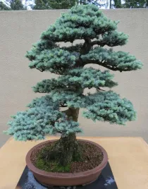 jodla-jednobarwna-srebrzysta-k-abies-concolor-glau