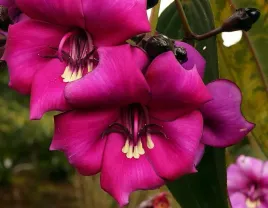 meriania-nobilis-meriania-nobilis-5-nasion