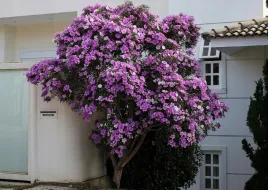meriania-nobilis-meriania-nobilis-5-nasion