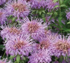 pysznoglowka-dzika-bergamotka-monarda-fistulosa