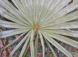 palma-kopernicja-caranday-palm-copernicia-alba