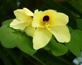 storczykowiec-zolty-bauhinia-tomentosa-yellow