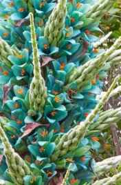 puya-berteroniana-puya-turquoise-5-nasion