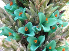 puya-berteroniana-puya-turquoise-5-nasion