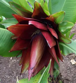 bananowiec-orphan-kluay-pa-ensete-lecongkietii