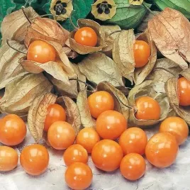 rodzynek-brazylijski-jagoda-indyjska-physalis-peruviana-100-nasion