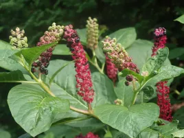 szkarlatka-chinska-phytolacca-polyandra-20-nasion