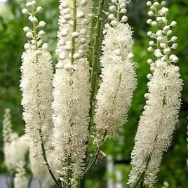 mrozoodporna-pluskwica-groniasta-swiecznica-cimicifuga-racemosa-50-nasion