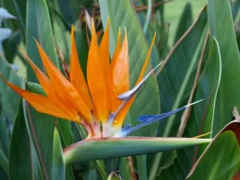 strelicja-krolewska-rajski-ptak-strelitzia-reginae-1-nasiono