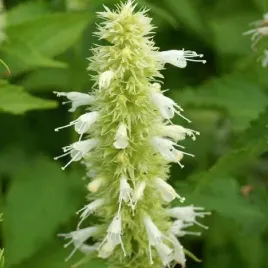 miododajny-klosowiec-anyzowy-alabaster-agastache