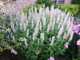 klosowiec-anyzowy-alabaster-agastache-rugosa-50-n