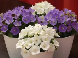 dzwonek-karpacki-mix-kolorow-03-grama-nasion