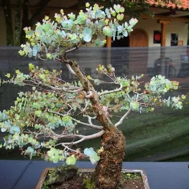 eukaliptus-popielaty-na-bonsai-i-do-domy-eucalyptus-cinerea-10-nasion