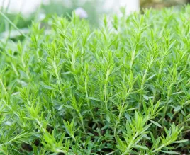 estragon-artemisia-dracunculus-500-nasion