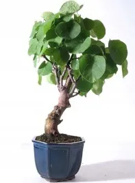 judaszowiec-wschodni-jadalne-kwiaty-20-nasion