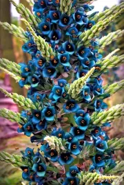 puya-berteroniana-sapphire-tower-puya-alpestris
