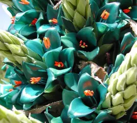 puya-berteroniana-sapphire-tower-puya-alpestris