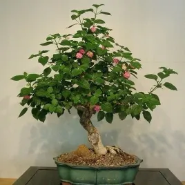 lantana-pospolita-rozowa-na-bonsai-10-nasion-lantana-camara-pink