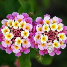 lantana-pospolita-rozowa-10-nasion-lantana-camara-pink-do-domu-i-na-taras