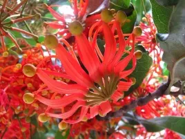 firewheel-tree-stenocarpus-sinuatus-2-nasiona
