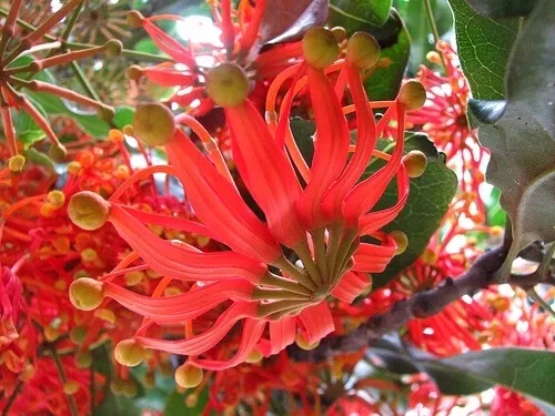 firewheel-tree-stenocarpus-sinuatus-2-nasiona-styl-ogrod-japonski-ogrod-nowoczesny-ogrod-skalny-ogrod-srodziemnomorski-ogrod-wiejski