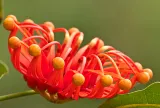 firewheel-tree-stenocarpus-sinuatus-2-nasiona-styl-ogrod-japonski-ogrod-nowoczesny-ogrod-skalny-ogrod-srodziemnomorski-ogrod-wiejski