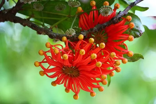 firewheel-tree-stenocarpus-sinuatus-2-nasiona-cykl-rozwojowy-rosliny-wieloletnia