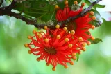 firewheel-tree-stenocarpus-sinuatus-2-nasiona-cykl-rozwojowy-rosliny-wieloletnia