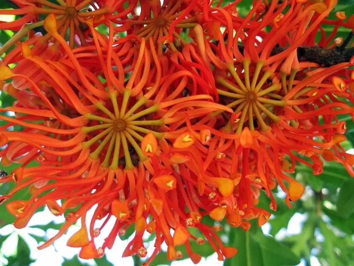 firewheel-tree-stenocarpus-sinuatus-2-nasiona-kolor-kwiatow-inny-kolor