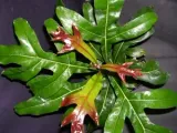 firewheel-tree-stenocarpus-sinuatus-2-nasiona-rodzaj-rosliny-inny