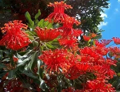 firewheel-tree-stenocarpus-sinuatus-2-nasiona-odmiana-firewheel-tree-stenocarpus-sinuatus
