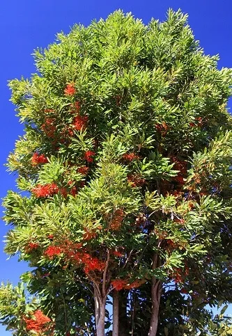 firewheel-tree-stenocarpus-sinuatus-2-nasiona-marka-dobrenasiona-pl