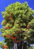 firewheel-tree-stenocarpus-sinuatus-2-nasiona-marka-dobrenasiona-pl