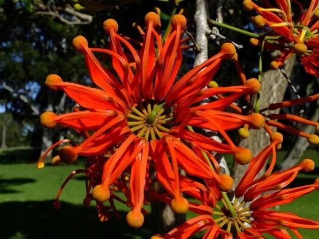 firewheel-tree-stenocarpus-sinuatus-2-nasiona-cechy-charakterystyczne-lubiace-slonce-oczyszczajace-powietrze-proste-w-pielegnacji-przyjazne-dla-zwierzat-rzadko-spotykane