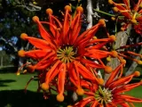 firewheel-tree-stenocarpus-sinuatus-2-nasiona-cechy-charakterystyczne-lubiace-slonce-oczyszczajace-powietrze-proste-w-pielegnacji-przyjazne-dla-zwierzat-rzadko-spotykane