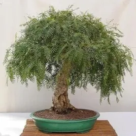 pieprz-peruwianski-schinus-molle-idealny-na-bonsai-6-nasion