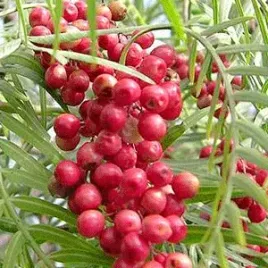 pieprz-peruwianski-do-domu-i-na-taras-schinus-molle-6-nasion