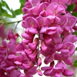 robinia-wlochata-rozowa-robinia-fertilis-mrozoodporna-20-nasion