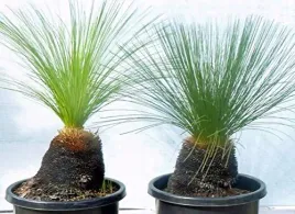 xanthorrhoea-resinosa-drzewo-trawiaste-2-nasiona