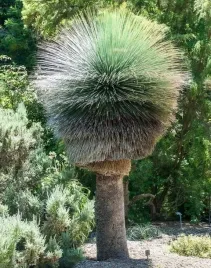xanthorrhoea-resinosa-drzewo-trawiaste-2-nasiona