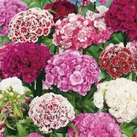 gozdzik-brodaty-dianthus-barbatus-mix-kolorow