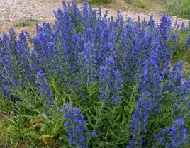 miododajny-zmijowiec-zwyczajny-echium-vulgare