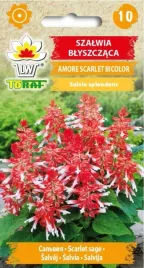 szalwia-blyszczaca-sangria-bialo-czerwona-10-nasio