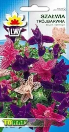 szalwia-trojbarwna-salvia-horminum-05-grama-nas